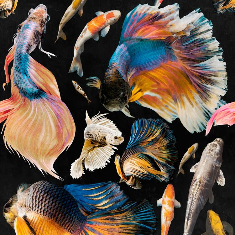 Goldfish Wallpaper  |   Wallpaper On The Wall dark grey